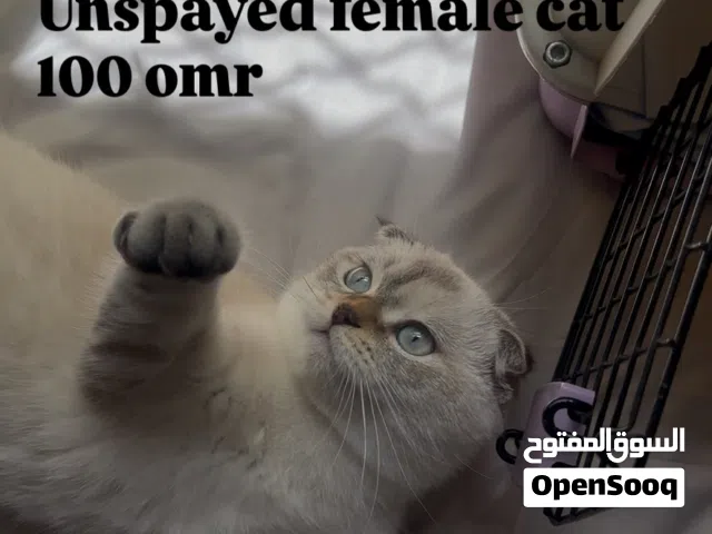 قطط بيور للبيع سكوتش وبريتش