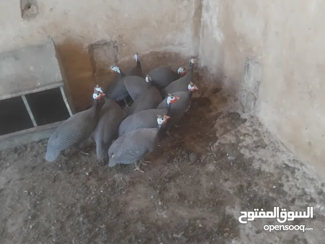 دجاج فرعوني للبيع