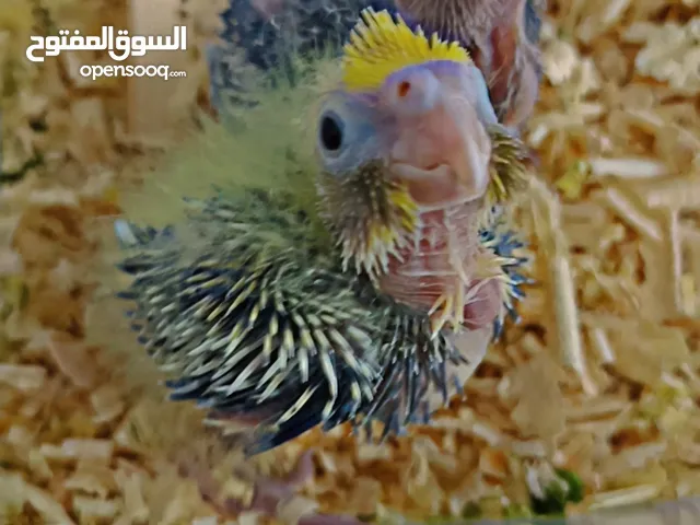 فروخ كروان العمر 20 يوم