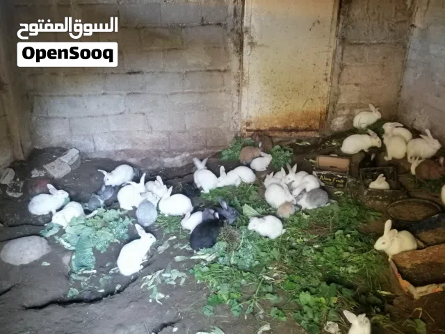 أرانب للبيع