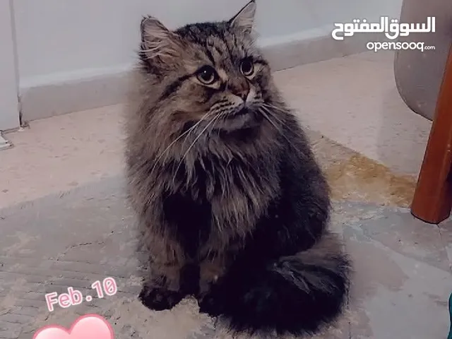 للتبني مجانا