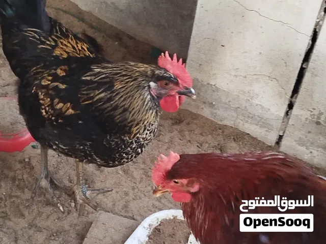 للبيع ديك بصحه ممتازه