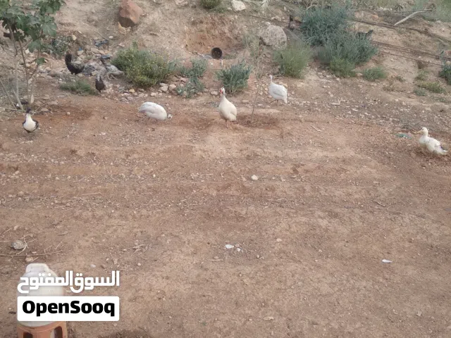 مشروع مزرعه طيور البيع