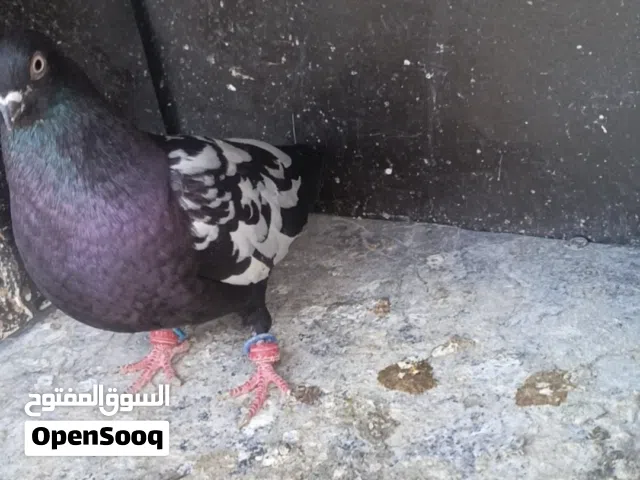 جوزي مزهورات سود نخب تحتيهم بيض قرب يفقص الفحل طير حمام