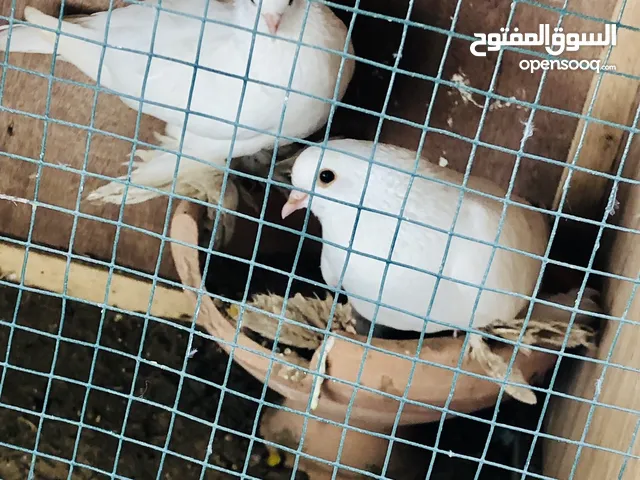 كوبيا ربي يبارك كيف دحت تلاته تحتها بارتي كبير مربع بيع كامل شقلاب هزاز بيع بالبارتي