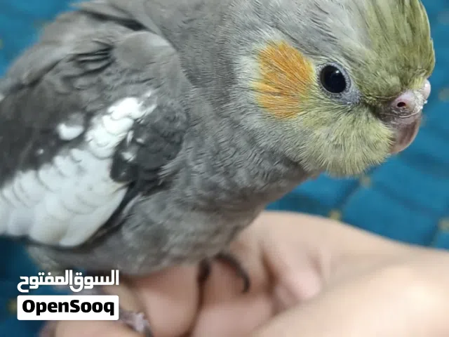 كوكتيل اليف شوف وصف