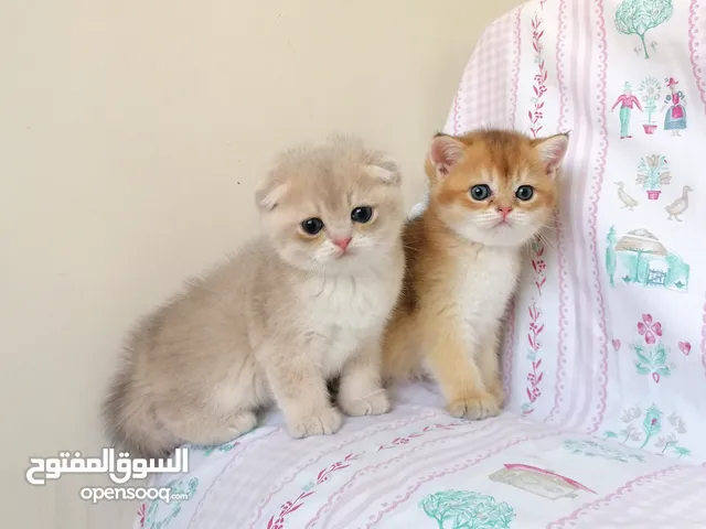 سكوتش فولد وسكوتش ستريت جولدن للبيع