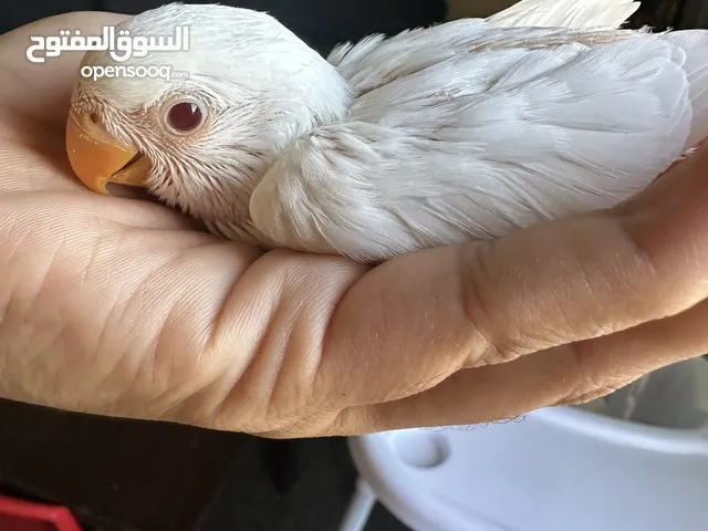 Albino chick red eye