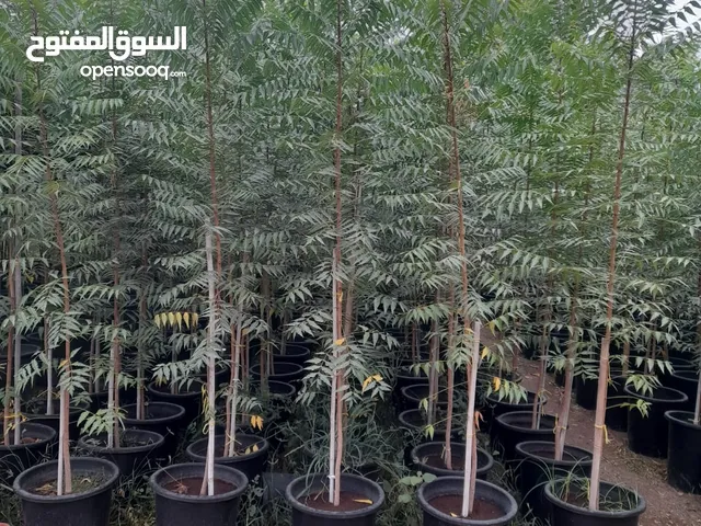 اشجار ونباتات للبيع : نباتات داخلية : نباتات منزلية : شجر صناعي : شجر صنوبر  وزيتون : ارخص الاسعار في الإمارات