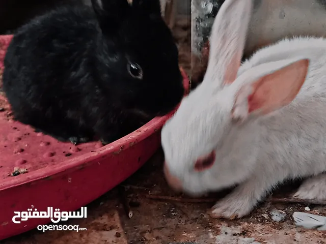ارانب منزليه كيوت
