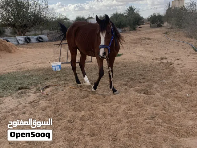 بيع حصان عمره أربع سنوات دمه87