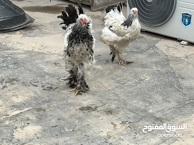 دجاج براهما بعدهن صغار ديج ودجاجه