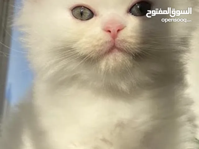 قطط شيرازيات عدد 2 للبيع