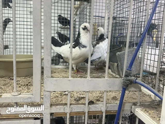 أزواج من غير خانات
