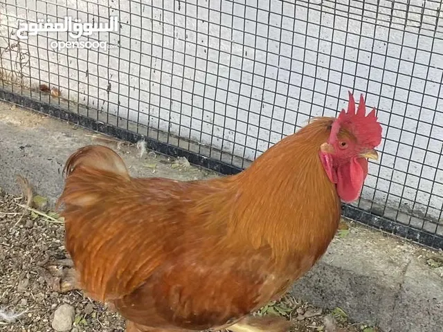 ديك كوشن للبيع