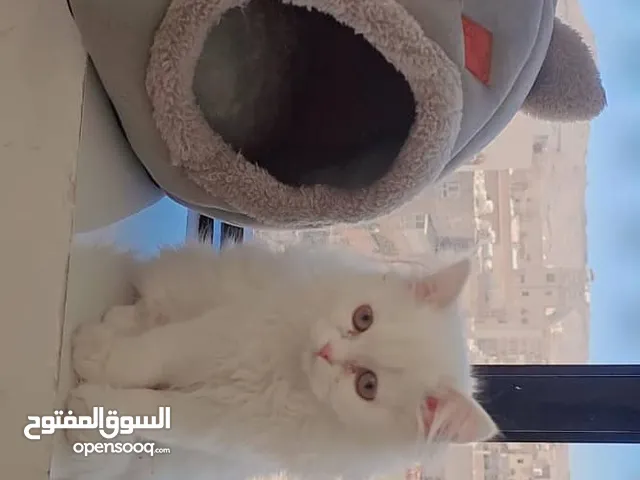 قطه شيرازي مع جميع ملحقاتها بسعر مغري