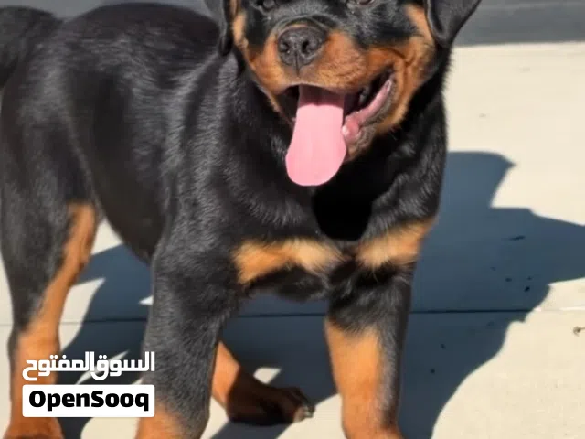 Purebred Rottweiler Puppy