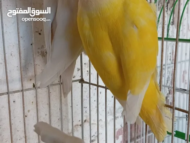 بعد الصلاه ع النبي إقرأ الإعلان جيدآ يوجد مجموعة طيور حبات بتجنن الرجاءاقرأ التفاصيل في الاعلان