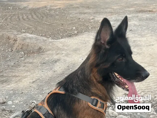 انثى شو لاين مستوى عالمي بيعه مستعجله تعال و خلصني 80