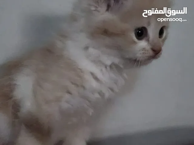 شيرازي 2بنت 1ذكر