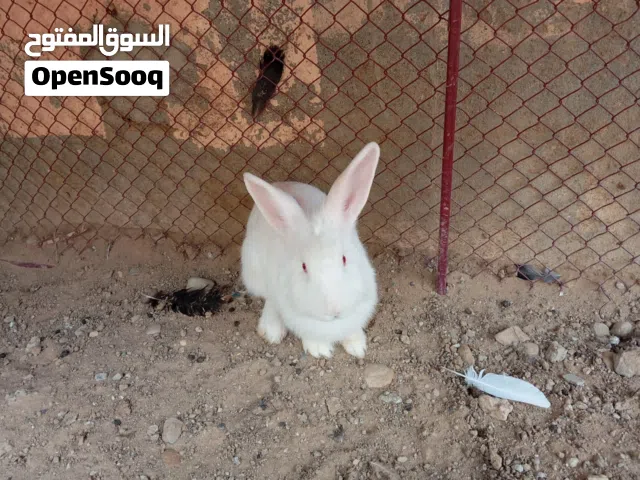 بيع ارنب وحمام