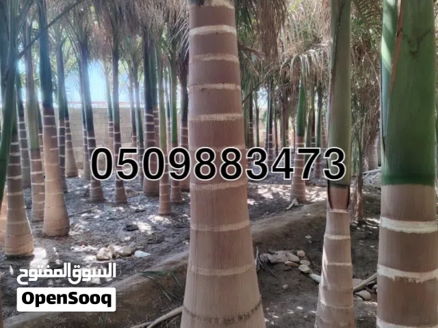 نخيل ملوكي نخيل وانشنطني نخيل عربي انجيله وجميع انواع الاشجار ازينه