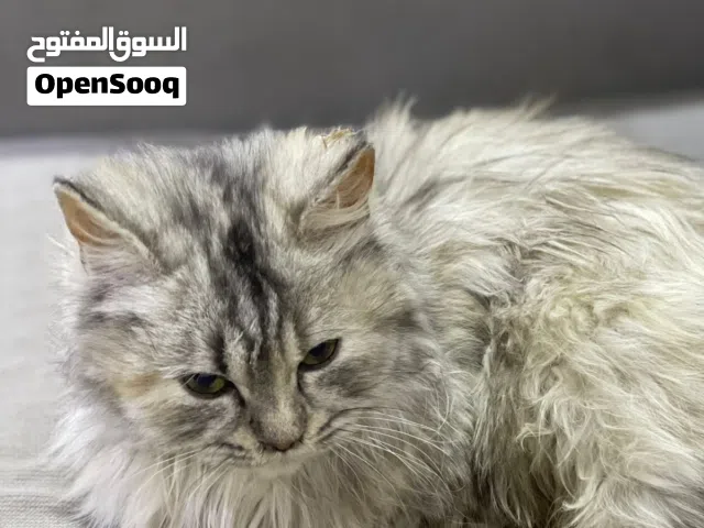 قط شيرازي العمر سنتين