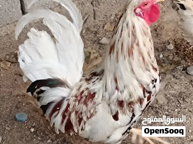 دجاج ماكنتوش افرگ