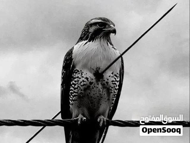 الي يريد يشتغل عن طريق النت ويدخل فلوس يراسلني