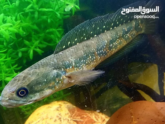 snakehead asitica and bicher
