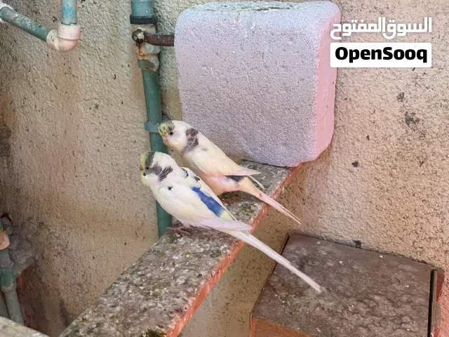 زوج طيور حب