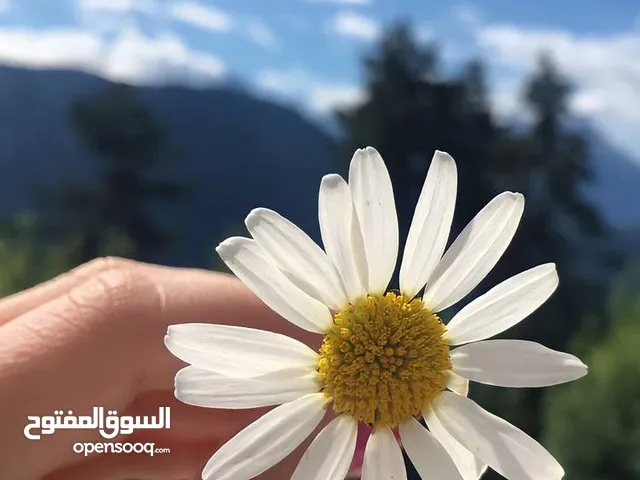 ليث العراقي