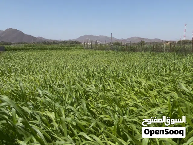 طعام للبيع حريه مطلوب الجلبه كامل بدون الجزاز