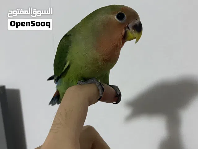 متوفر روز مروض