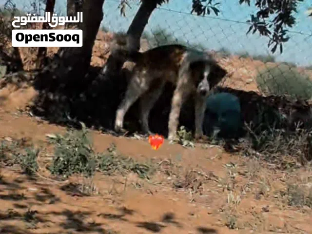 خمس شهور عظم عريض
