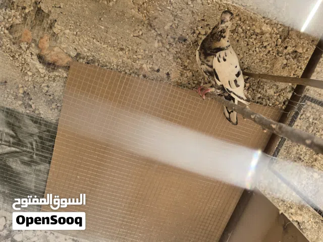 مطلوب حمام بلدي 5 جواز