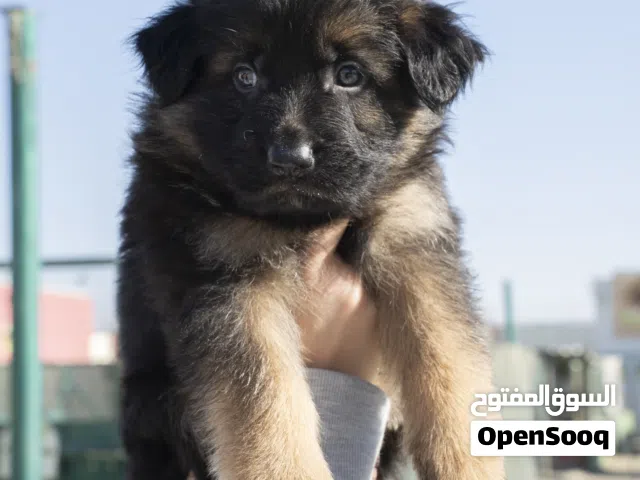 German shepherd  شولاين لونغ هير الاهالي متوفره للمعاينه والمشاهده