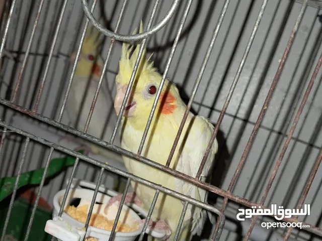 جوز كوكتيل المنتج