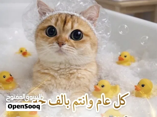 عيد سعيد ولطيف في Catchu Land Hotel