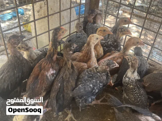 صيصان بلدي عمر 40 يوم صوص على ليرة ونص
