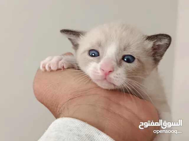 قط سيامو تايجر ذكر عنده 3 اشهر و جد لطيف