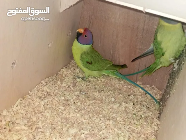 3 جواز بالم هيد وكل جوز منهم بايضات 3 بيضات