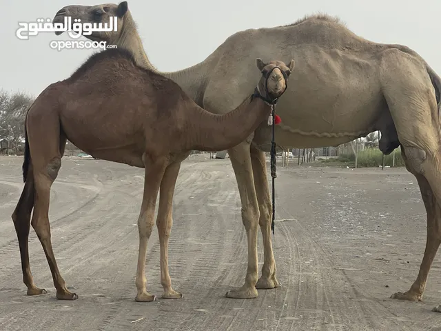 للبيع وصقب يمشي ناقه تنوخ سنه هاذي العام تحتي بكره