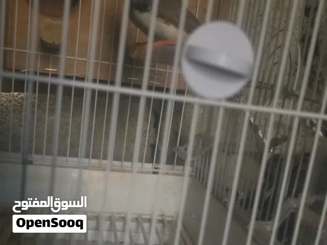 زوج زيبرا اباء منتجه