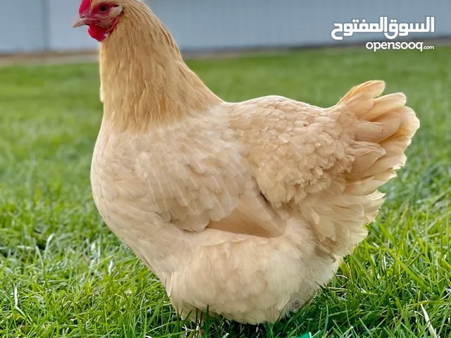 مطلوب دجاج من نفس النوع الظاهر بل صورة للتواصل عل خاص _________________________