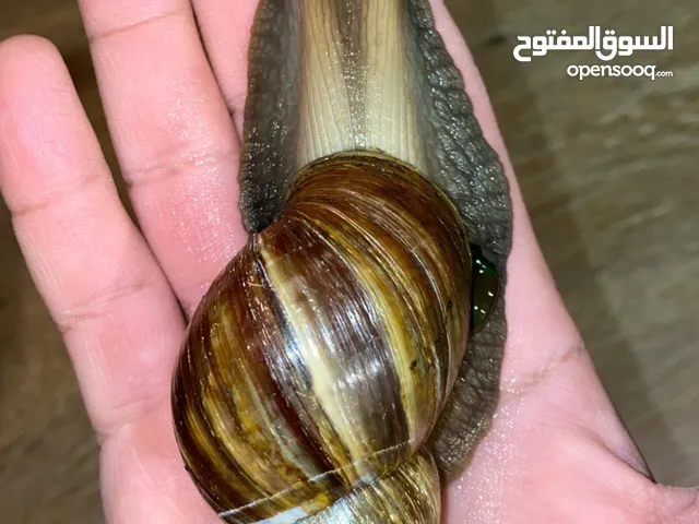 حلزون افريقي عملاق للبشرة