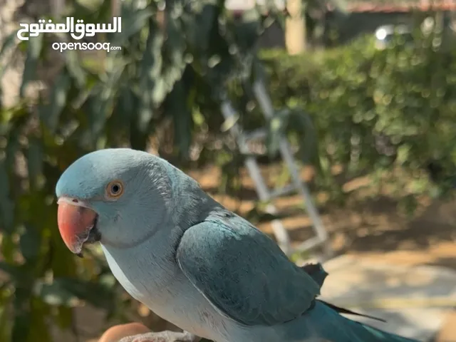 ببغاء الدره الازرق اليف