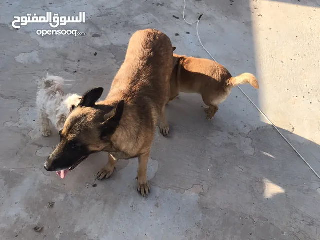 انتى مالينو جاهزه لتزاوج البيع مستعجل الي عنده دكر هدي فرصتك