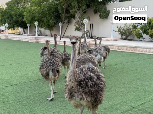 نعام افريقي للبيع (اعمار مختلفه)