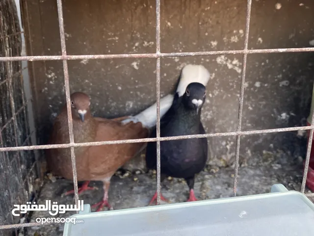 حمام بلدي للبيع